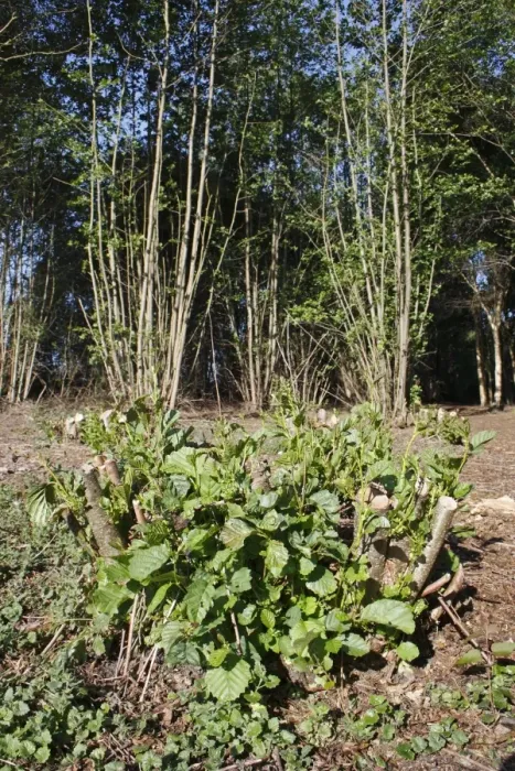 Framed Print : Common Alder (Alnus glutinosa) coppiced stool with new growth, in river valley fen, Great Fen Framed Print : Common Alder (Alnus glutinosa) coppiced stool with new growth, in river valley fen, Great Fen