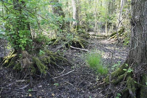 Common Alder (Alnus glutinosa) exposed roots, growing in alder carr wet woodland habitat