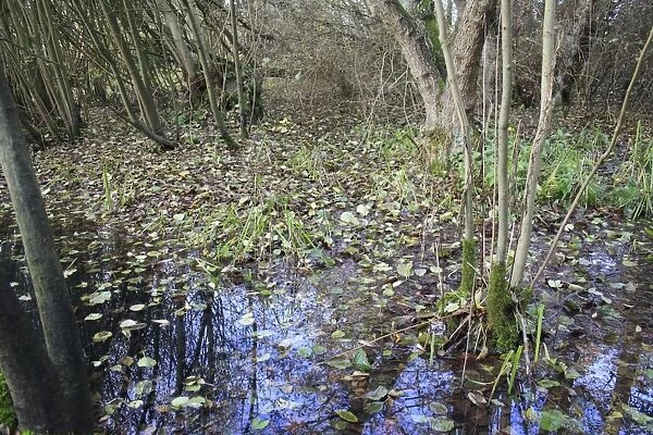 Common Alder (Alnus glutinosa) fallen leaves in alder carr wet woodland habitat, Fen Alder Carr L. N. R