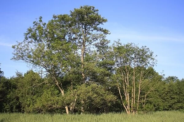 Common Alder (Alnus glutinosa) habit, growing at edge of carr wet woodland habitat in valley fen reserve, Roydon Fen