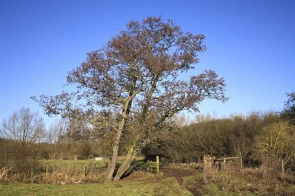 Common Alder (Alnus glutinosa) habit, growing on unimproved wet grazing meadow, River Dove, Thornham Magna, Suffolk