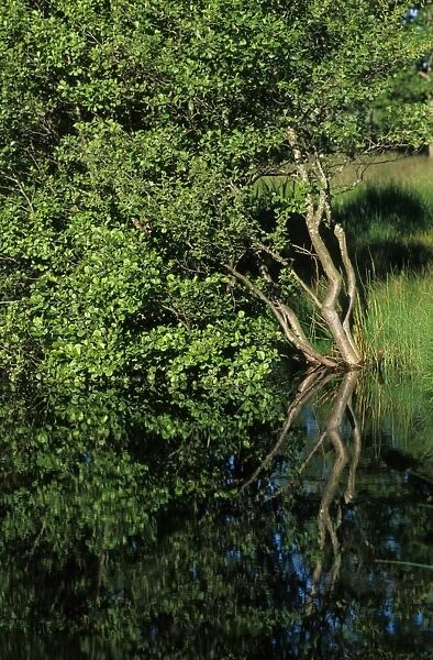 Common Alder (Alnus glutinosa) reflection in lake, Sweden