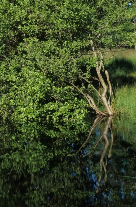 Framed Print : Common Alder (Alnus glutinosa) reflection in lake, Sweden Framed Print : Common Alder (Alnus glutinosa) reflection in lake, Sweden