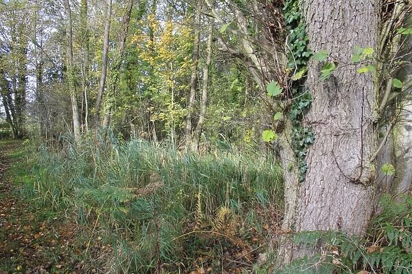 Common Alder (Alnus glutinosa) trunk, growing in alder carr wet woodland habitat, in valley fen reserve, Hopton Fen