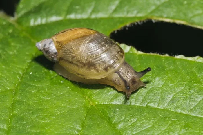 Framed Print : Common Amber Snail (Succinea putris) adult, crawling on partially eaten leaf, Priory Water Nature Reserve Framed Print : Common Amber Snail (Succinea putris) adult, crawling on partially eaten leaf, Priory Water Nature Reserve
