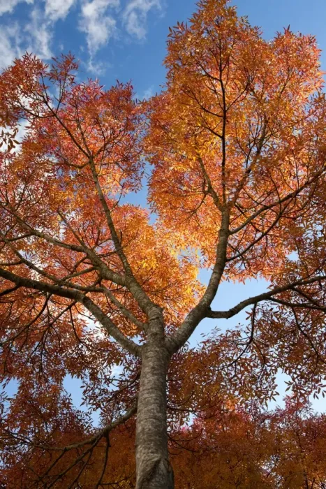 Framed Print : Common Ash (Fraxinus excelsior) branches with leaves in autumn colour, in late afternoon sunlight, Bideford Framed Print : Common Ash (Fraxinus excelsior) branches with leaves in autumn colour, in late afternoon sunlight, Bideford