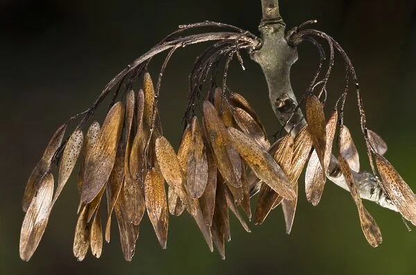 Common Ash (Fraxinus excelsior) close-up of mature keys (fruit), Dorset, England, November