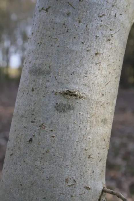 Framed Print : Common Ash (Fraxinus excelsior) close-up of trunk, growing in woodland, Vicarage Plantation, Mendlesham, Suffolk Framed Print : Common Ash (Fraxinus excelsior) close-up of trunk, growing in woodland, Vicarage Plantation, Mendlesham, Suffolk