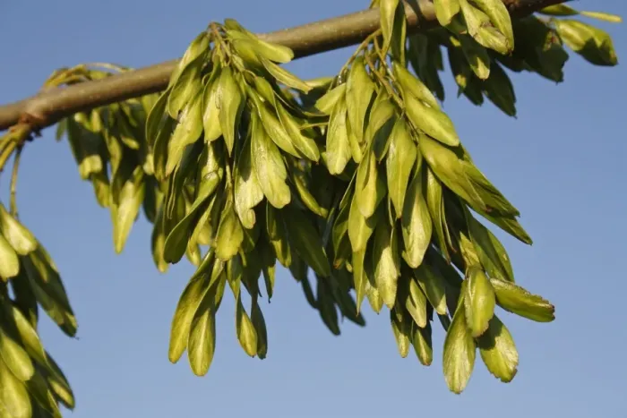 Framed Print : Common Ash (Fraxinus excelsior) close-up of unripe keys (fruit), Bacton, Suffolk, England, July