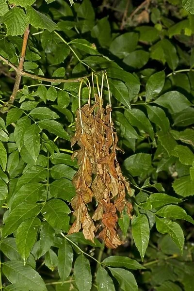 Common Ash (Fraxinus excelsior) dieback of leaves, caused by Ash Dieback (Chalara fraxinea) fungal disease, Norfolk