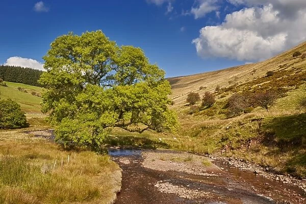 Common Ash (Fraxinus excelsior) habit, growing in valley beside upland river, Cwm Crew, Brecon Beacons N. P