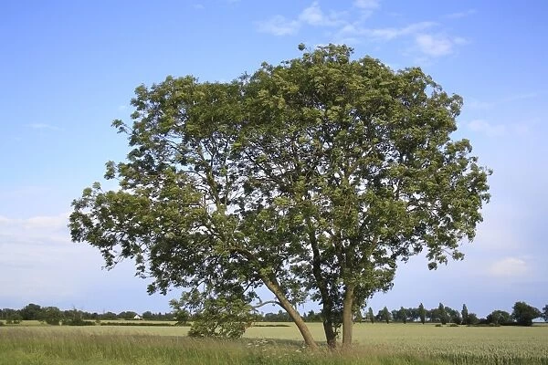 Common Ash (Fraxinus excelsior) habit, growing at edge of arable field, Bacton, Suffolk, England, june