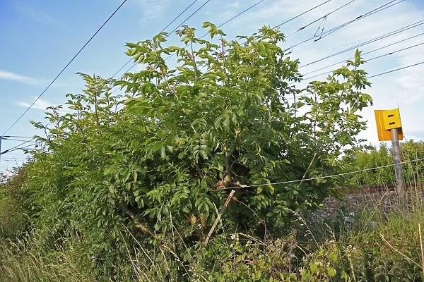 Common Ash (Fraxinus excelsior) habit, growing at edge of railway track, Bacton, Suffolk, England, june