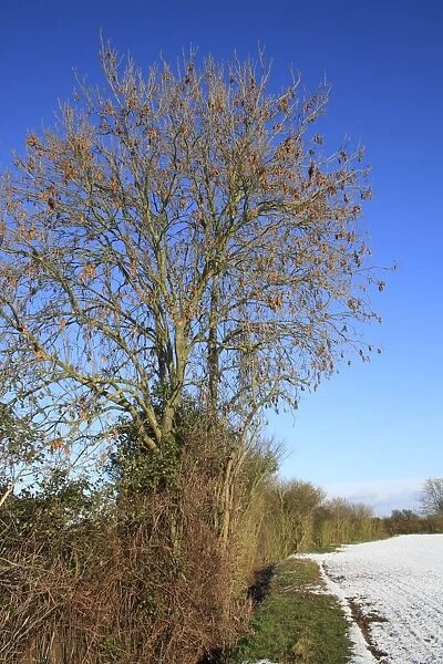 Common Ash (Fraxinus excelsior) habit, bare tree with keys attached, growing in hedgerow at edge of snow covered arable