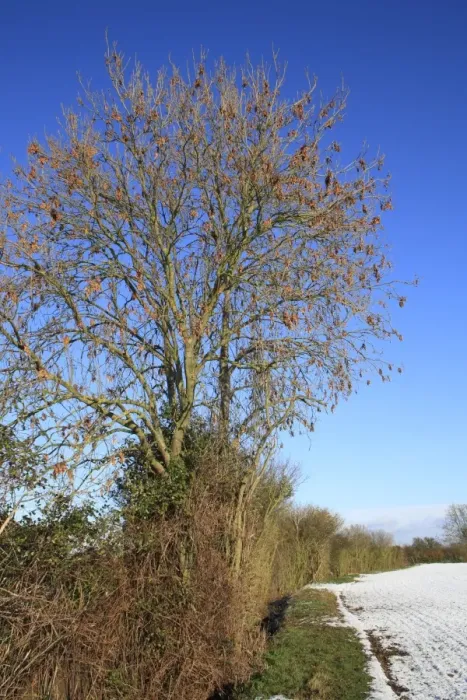 Framed Print : Common Ash (Fraxinus excelsior) habit, bare tree with keys attached, growing in hedgerow at edge of snow covered arable Framed Print : Common Ash (Fraxinus excelsior) habit, bare tree with keys attached, growing in hedgerow at edge of snow covered arable