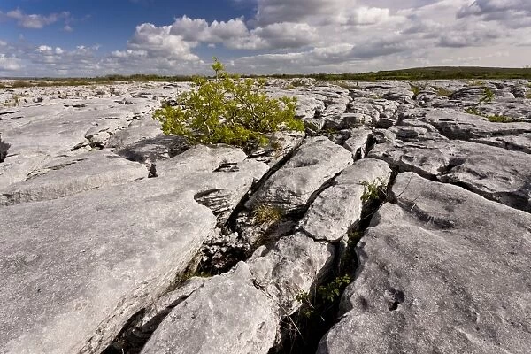 Common Ash (Fraxinus excelsior) stunted habit, growing on limestone pavement, near Lough Geallain, Burren N. P