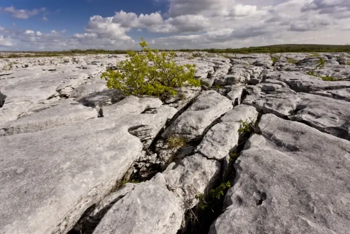 Framed Print : Common Ash (Fraxinus excelsior) stunted habit, growing on limestone pavement, near Lough Geallain, Burren N. P Framed Print : Common Ash (Fraxinus excelsior) stunted habit, growing on limestone pavement, near Lough Geallain, Burren N. P