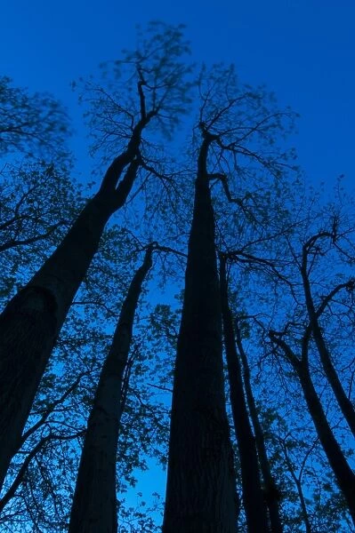 Common Ash (Fraxinus excelsior) trunks and canopy, silhouetted at twilight, Kent, England, May