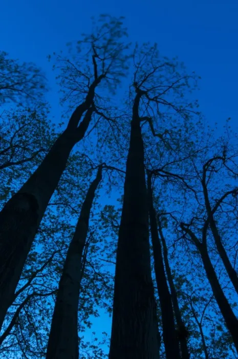 Framed Print : Common Ash (Fraxinus excelsior) trunks and canopy, silhouetted at twilight, Kent, England, May Framed Print : Common Ash (Fraxinus excelsior) trunks and canopy, silhouetted at twilight, Kent, England, May