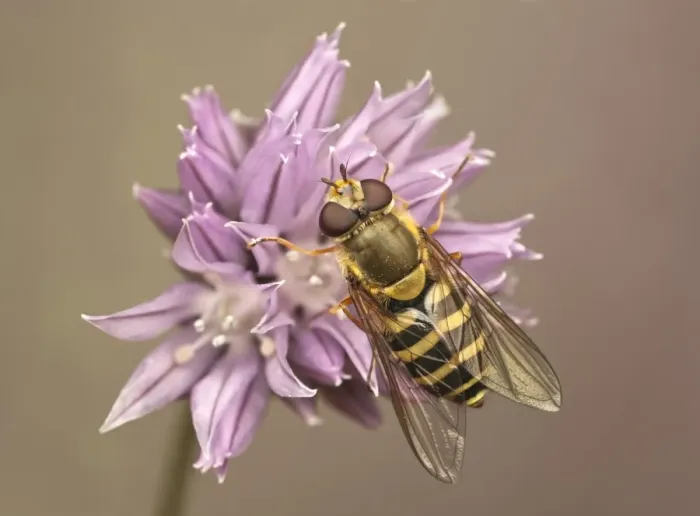 Framed Print : Common Banded Hoverfly (Syrphus ribesii) adult, resting on Chives (Allium schoenoprasum) flower, Leicestershire, England, april Framed Print : Common Banded Hoverfly (Syrphus ribesii) adult, resting on Chives (Allium schoenoprasum) flower, Leicestershire, England, april