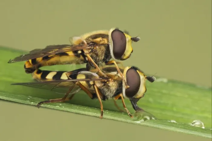 Framed Print : Common Banded Hoverfly (Syrphus ribesii) adult pair, mating, female drinking from water droplet, Leicestershire, England, july Framed Print : Common Banded Hoverfly (Syrphus ribesii) adult pair, mating, female drinking from water droplet, Leicestershire, England, july