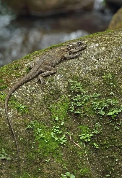 Common Basilisk (Basiliscus basiliscus) adult, with small insects in flight around head, resting on rock in river