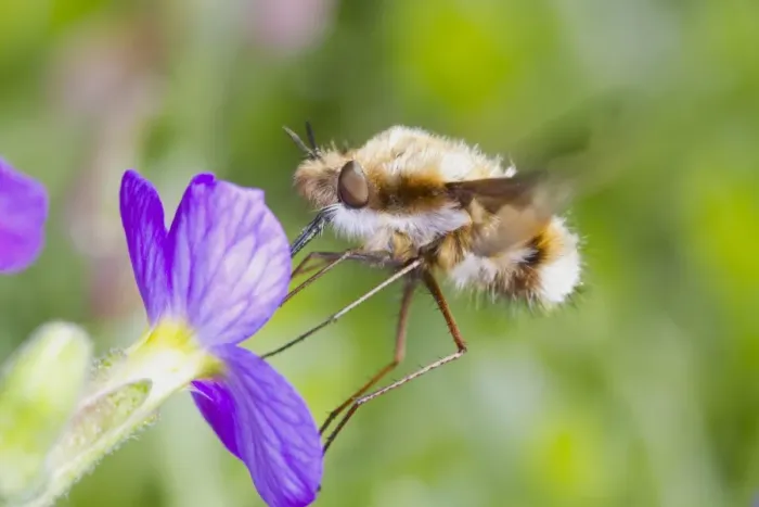 Framed Print : Common Bee-fly (Bombylius major) adult, feeding on aubretia flower in garden, East Sussex, England, April Framed Print : Common Bee-fly (Bombylius major) adult, feeding on aubretia flower in garden, East Sussex, England, April