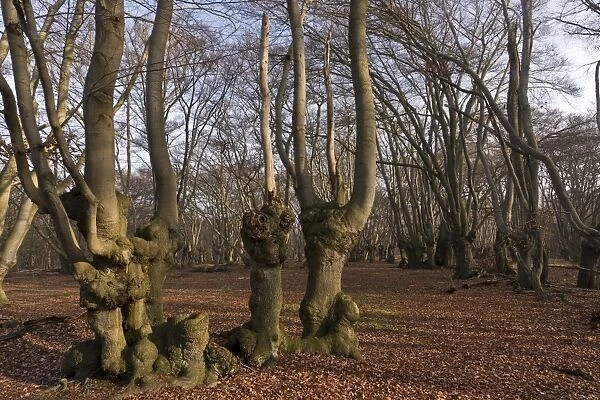 Common Beech (Fagus sylvatica) ancient pollards in woodland habitat, Great Monk Wood, Epping Forest, Greater London