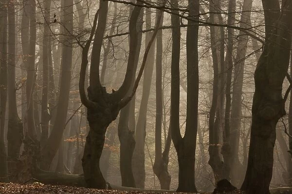Common Beech (Fagus sylvatica) ancient pollards in misty woodland habitat at dawn, Great Monk Wood, Epping Forest