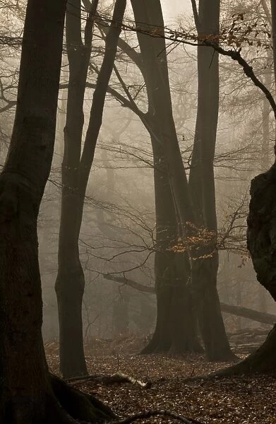 Common Beech (Fagus sylvatica) ancient pollards in misty woodland habitat at dawn, Great Monk Wood, Epping Forest