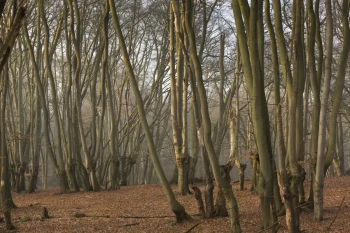 Framed Print : Common Beech (Fagus sylvatica) ancient pollards in woodland habitat, Great Monk Wood, Epping Forest, Greater London Framed Print : Common Beech (Fagus sylvatica) ancient pollards in woodland habitat, Great Monk Wood, Epping Forest, Greater London