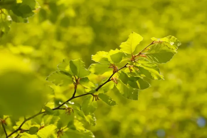 Framed Print : Common Beech (Fagus sylvatica) close-up of fresh spring leaves, Powys, Wales, May Framed Print : Common Beech (Fagus sylvatica) close-up of fresh spring leaves, Powys, Wales, May
