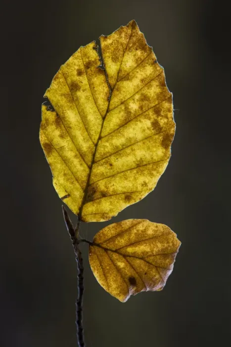 Framed Print : Common Beech (Fagus sylvatica) close-up of leaf in autumn colour, Kent, England, November Framed Print : Common Beech (Fagus sylvatica) close-up of leaf in autumn colour, Kent, England, November