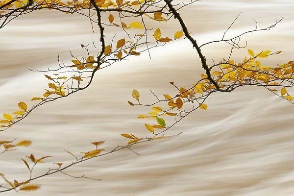 Common Beech (Fagus sylvatica) close-up of leaves in autumn colour, with flowing water in background, River Conwy