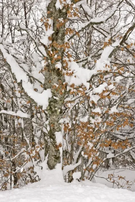 Framed Print : Common Beech (Fagus sylvatica) close-up of trunk and branches, covered in snow, Puerto de San Glorio, Picos de Europa Framed Print : Common Beech (Fagus sylvatica) close-up of trunk and branches, covered in snow, Puerto de San Glorio, Picos de Europa