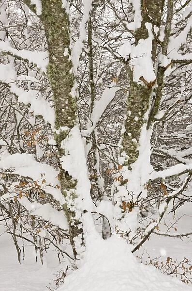 Common Beech (Fagus sylvatica) close-up of trunks and branches, covered in snow, Puerto de San Glorio, Picos de Europa