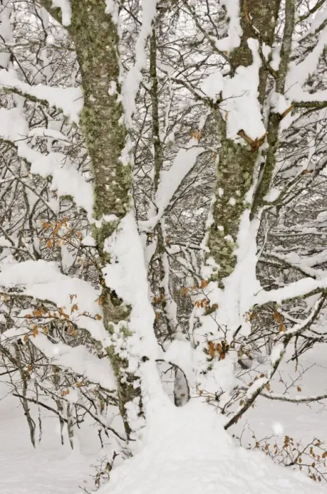 Framed Print : Common Beech (Fagus sylvatica) close-up of trunks and branches, covered in snow, Puerto de San Glorio, Picos de Europa Framed Print : Common Beech (Fagus sylvatica) close-up of trunks and branches, covered in snow, Puerto de San Glorio, Picos de Europa