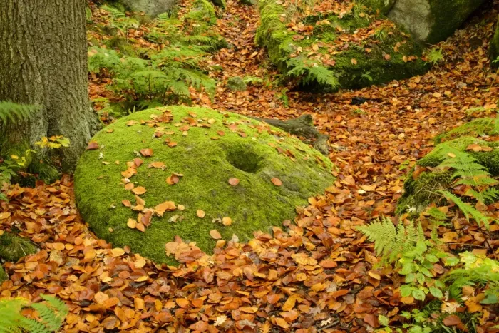 Framed Print : Common Beech (Fagus sylvatica) fallen leaves and moss covered abandoned millstone on woodland floor, Padley Gorge