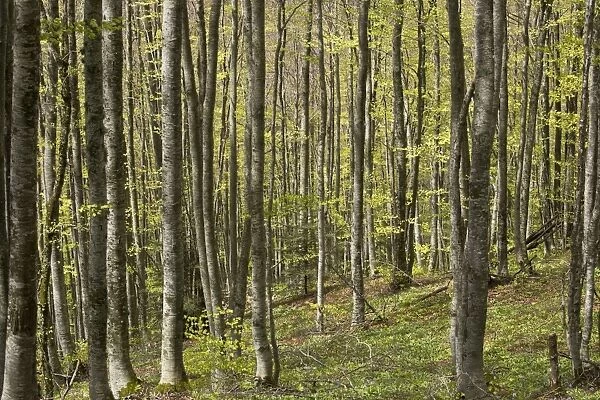 Common Beech (Fagus sylvatica) forest habitat, above Ax les Thermes, French Pyrenees, France, May