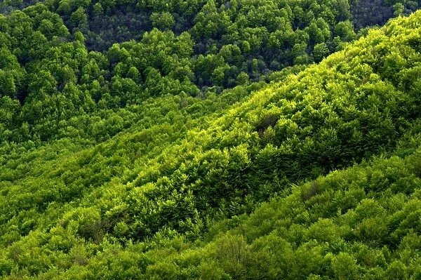 Common Beech (Fagus sylvatica) forest habitat, Antola Regional Park, Genova Province, Liguria, Italy, may