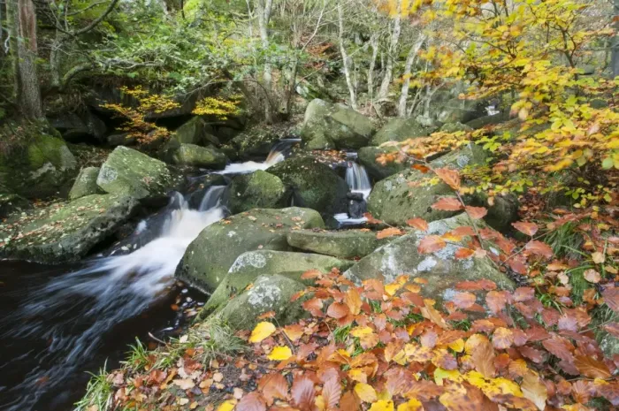 Framed Print : Common Beech (Fagus sylvatica) growing beside stream with cascades in rocky woodland habitat, Padley Gorge, Dark Peak Framed Print : Common Beech (Fagus sylvatica) growing beside stream with cascades in rocky woodland habitat, Padley Gorge, Dark Peak