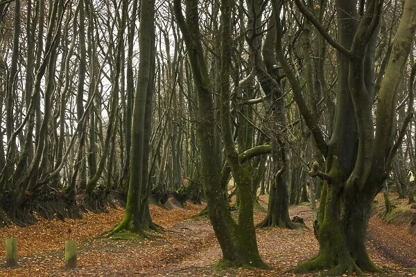 Common Beech (Fagus sylvatica) habit, old trees growing in woodland along footpath, Macmillan Way West Footpath