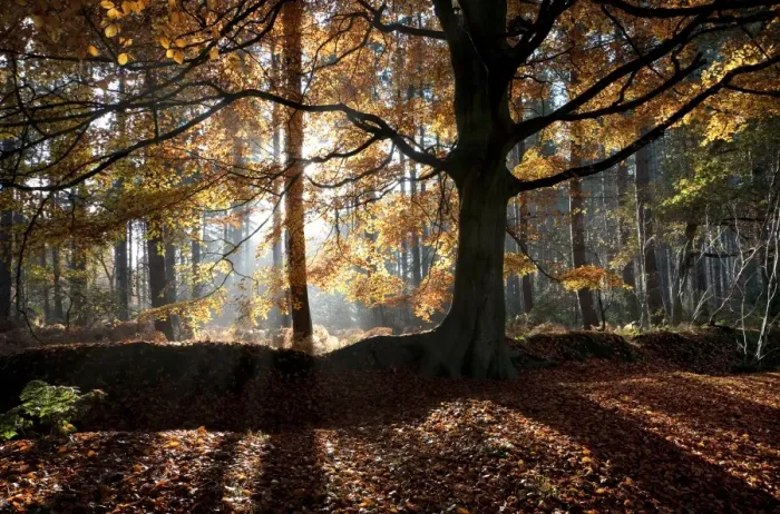Framed Print : Common Beech (Fagus sylvatica) habit, backlit in woodland habitat, Marsham Woods, Norfolk, England, November Framed Print : Common Beech (Fagus sylvatica) habit, backlit in woodland habitat, Marsham Woods, Norfolk, England, November