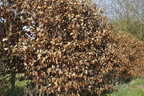 Common Beech (Fagus sylvatica) hedge, with dead leaves retained through winter, Mendlesham, Suffolk, England, March