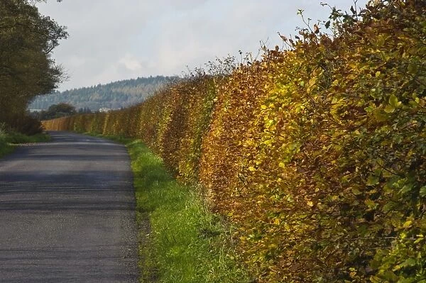 Common Beech (Fagus sylvatica) hedge, with leaves in autumn colour, growing beside road, Bleasdale, Lancashire