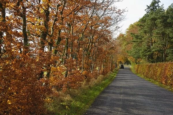Common Beech (Fagus sylvatica) hedge, with leaves in autumn colour, growing beside road, Bleasdale, Lancashire