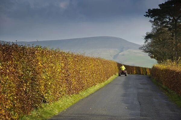 Common Beech (Fagus sylvatica) hedge, with leaves in autumn colour, growing beside road with quad bike