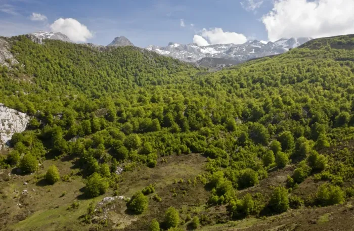 Framed Print : Common Beech (Fagus sylvatica) high altitude woodland habitat, near Tresviso, Picos de Europa, Cantabrian Mountains Framed Print : Common Beech (Fagus sylvatica) high altitude woodland habitat, near Tresviso, Picos de Europa, Cantabrian Mountains