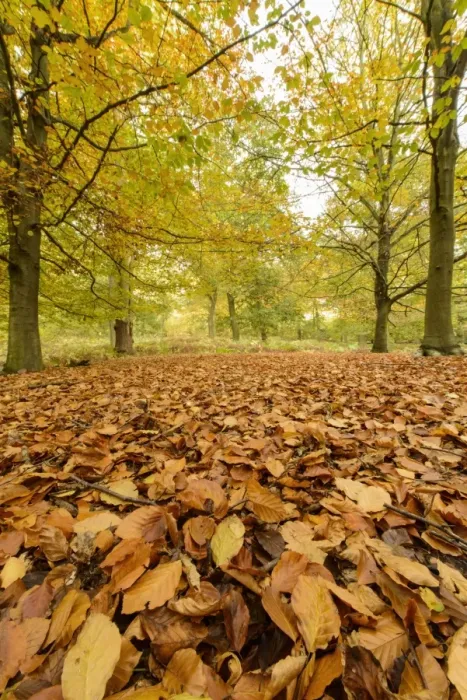 Framed Print : Common Beech (Fagus sylvatica) leaf litter on floor in woodland habitat, Shrugborough, Staffordshire, England, October