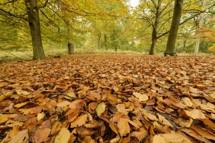Framed Print : Common Beech (Fagus sylvatica) leaf litter on floor in woodland habitat, Shrugborough, Staffordshire, England, October Framed Print : Common Beech (Fagus sylvatica) leaf litter on floor in woodland habitat, Shrugborough, Staffordshire, England, October